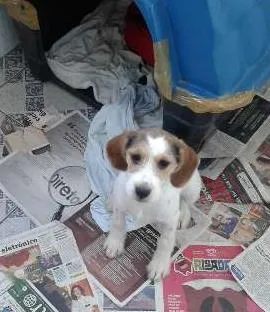 Cachorro ra a SRD idade 2 a 6 meses nome Nina