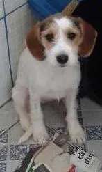 Cachorro ra a SRD idade 2 a 6 meses nome Nina