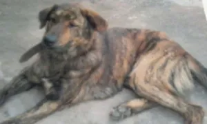 Cachorro raça fila c/vira lata idade 6 ou mais anos nome tigrão