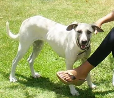Cachorro raça Raciado com Foxhound Americano idade Abaixo de 2 meses nome 11 filhotes para ad