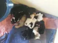 11 filhotes para ad