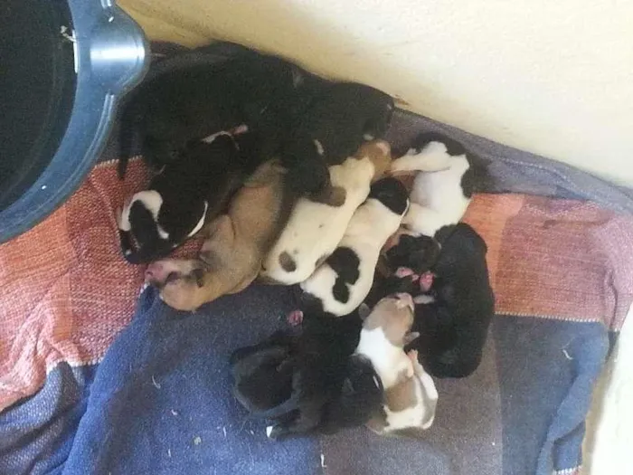 Cachorro raça Raciado com Foxhound Americano idade Abaixo de 2 meses nome 11 filhotes para ad