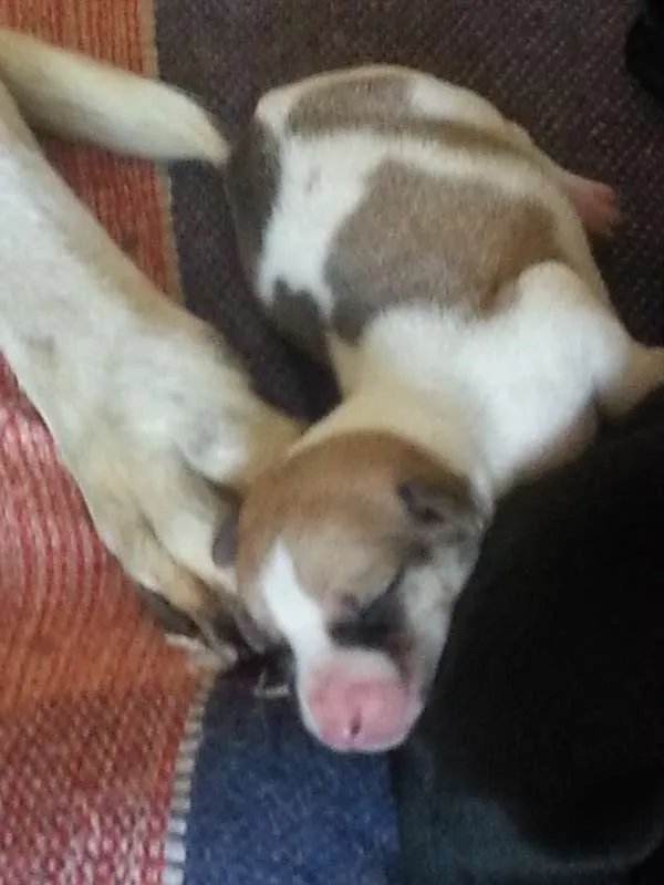 Cachorro raça Raciado com Foxhound Americano idade Abaixo de 2 meses nome 11 filhotes para ad