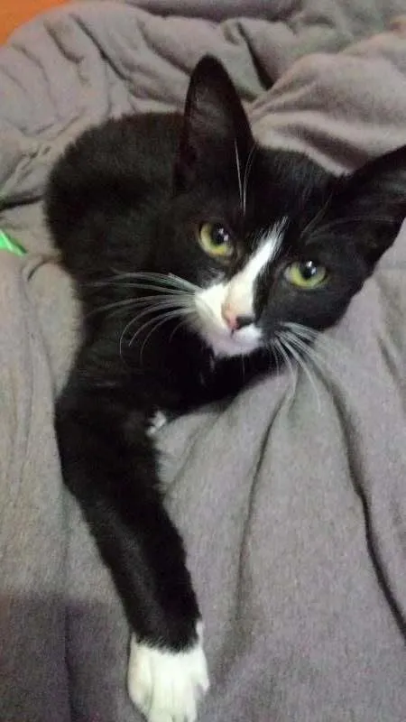 Gato ra a SRD idade 2 a 6 meses nome Wolverine
