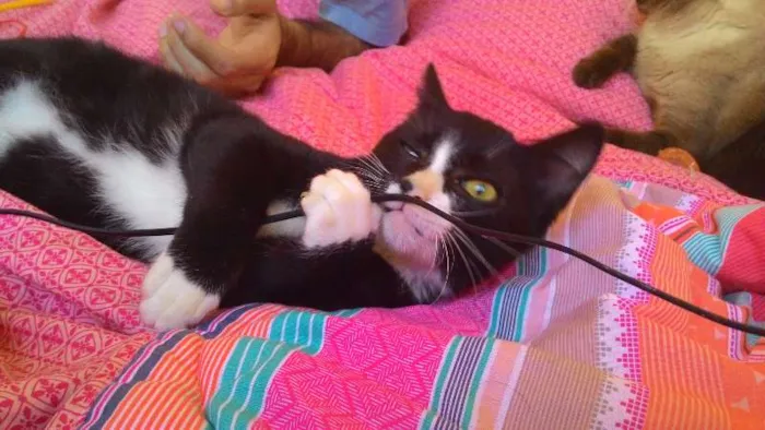 Gato ra a SRD idade 2 a 6 meses nome Wolverine