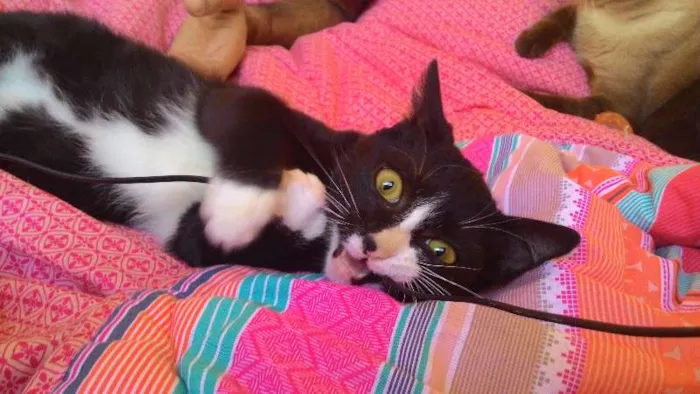 Gato ra a SRD idade 2 a 6 meses nome Wolverine