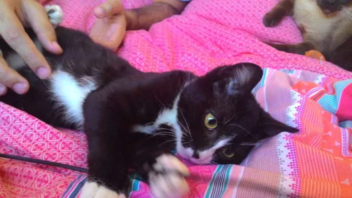 Gato ra a SRD idade 2 a 6 meses nome Wolverine