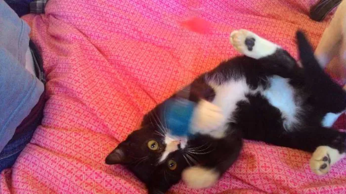 Gato ra a SRD idade 2 a 6 meses nome Wolverine