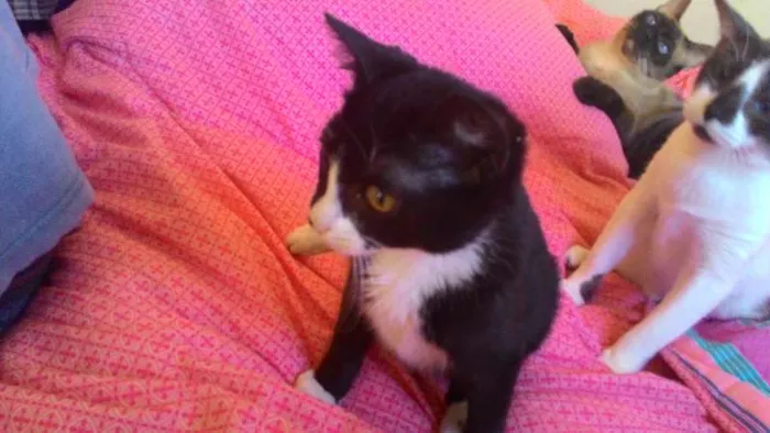 Gato ra a SRD idade 2 a 6 meses nome Wolverine