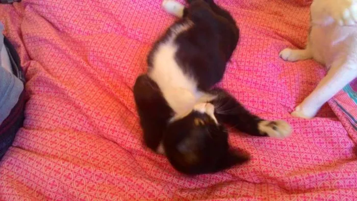 Gato ra a SRD idade 2 a 6 meses nome Wolverine