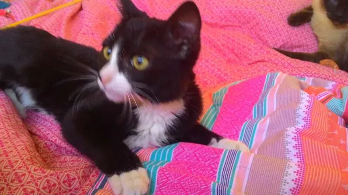 Gato ra a SRD idade 2 a 6 meses nome Wolverine