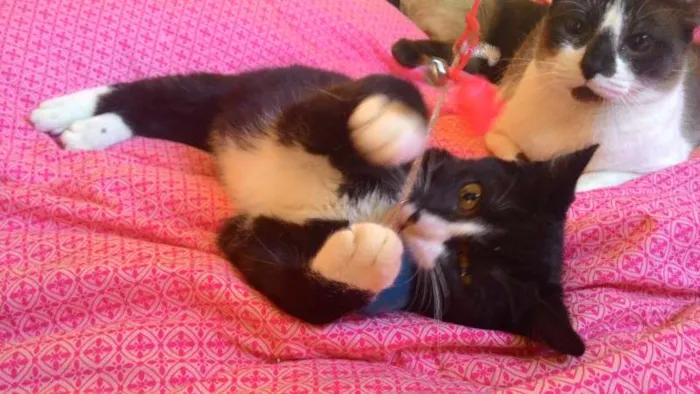 Gato ra a SRD idade 2 a 6 meses nome Wolverine