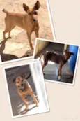Mel, Rex e Bob