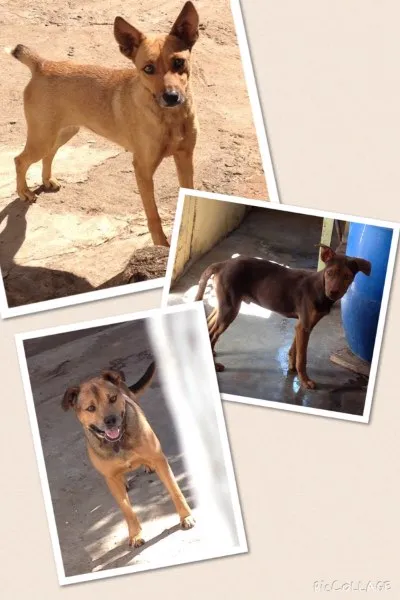 Cachorro ra a Srd idade 1 ano nome Mel, Rex e Bob