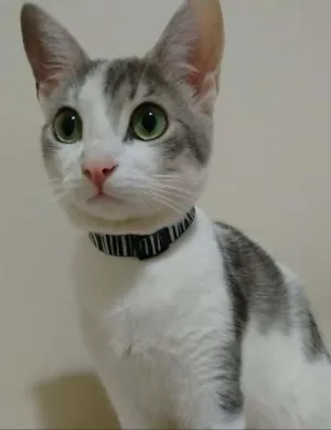 Gato raça vira lata idade  nome Lily