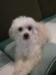 Sofie