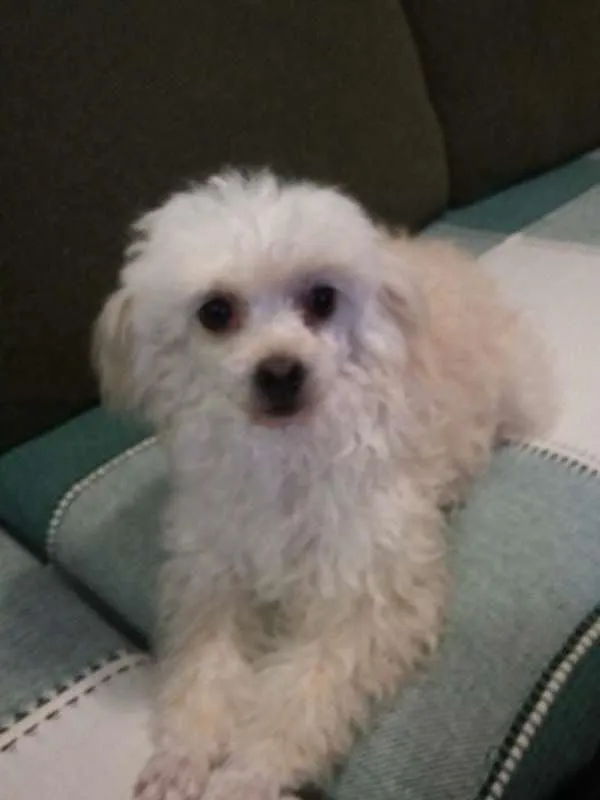 Cachorro ra a Poodle  idade 3 anos nome Sofie