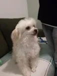 Sofie