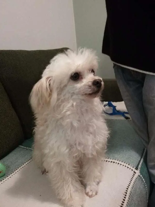 Cachorro ra a Poodle  idade 3 anos nome Sofie