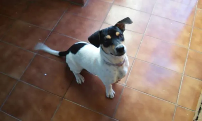 Cachorro ra a SRD idade 7 a 11 meses nome Junior