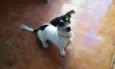Junior