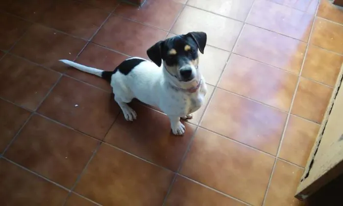 Cachorro ra a SRD idade 7 a 11 meses nome Junior