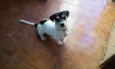 Junior