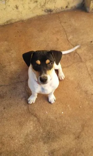 Cachorro raça SRD idade 7 a 11 meses nome Junior