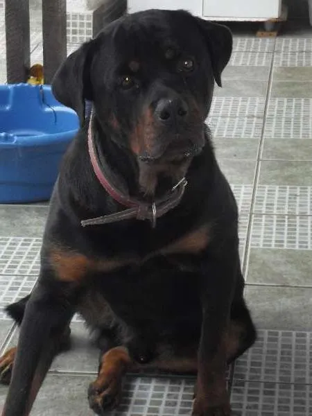 Cachorro ra a Rottweiler idade 2 anos nome Tarkan