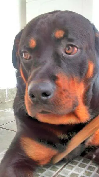 Cachorro ra a Rottweiler idade 2 anos nome Tarkan