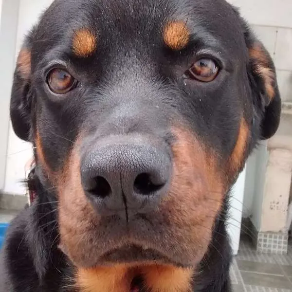 Cachorro ra a Rottweiler idade 2 anos nome Tarkan