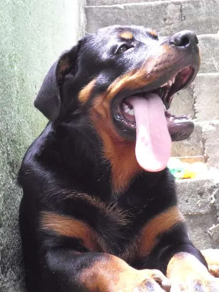 Cachorro ra a Rottweiler idade 2 anos nome Tarkan