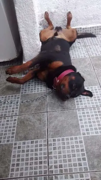Cachorro ra a Rottweiler idade 2 anos nome Tarkan