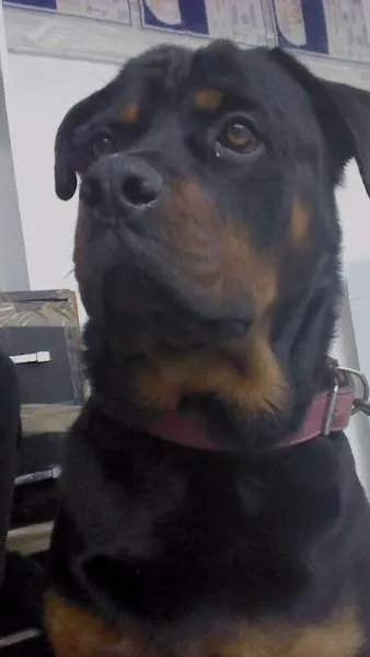 Cachorro ra a Rottweiler idade 2 anos nome Tarkan