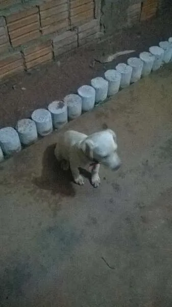 Cachorro ra a Predominante Foxhound Americano idade 2 a 6 meses nome Jujuba