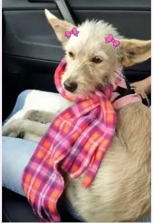 Cachorro raça SRD idade 1 ano nome Manu