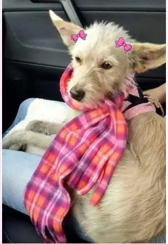 Cachorro ra a SRD idade 1 ano nome Manu
