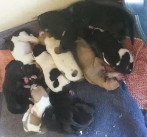 Cachorro raça Raciado com Foxhound Americano idade Abaixo de 2 meses nome 11 filhotes para ad