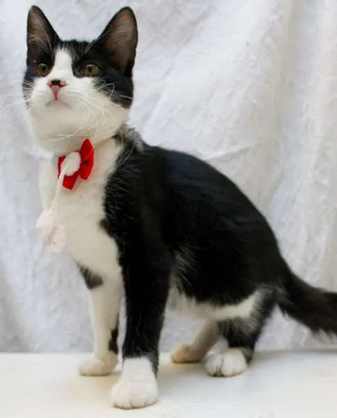 Gato ra a SRD idade 2 a 6 meses nome Vicky