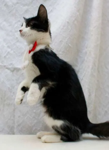 Gato ra a SRD idade 2 a 6 meses nome Vicky