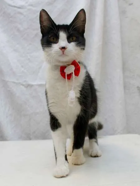Gato ra a SRD idade 2 a 6 meses nome Vicky