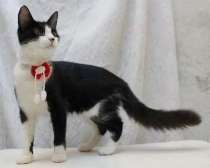 Gato ra a SRD idade 2 a 6 meses nome Vicky