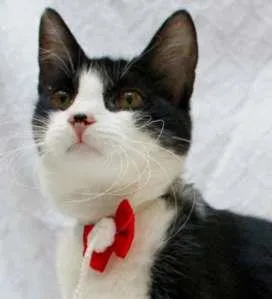 Gato raça SRD idade 2 a 6 meses nome Vicky