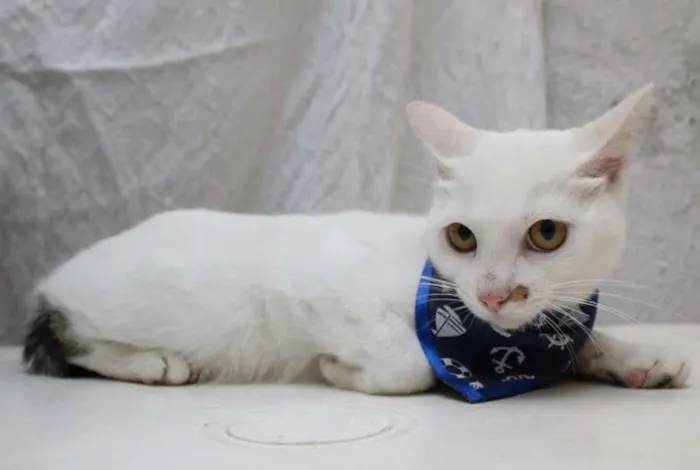 Gato ra a SRD idade 2 a 6 meses nome Jack e Lisbela