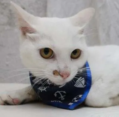 Gato ra a SRD idade 2 a 6 meses nome Jack e Lisbela