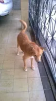 leão 