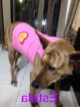 Estela
