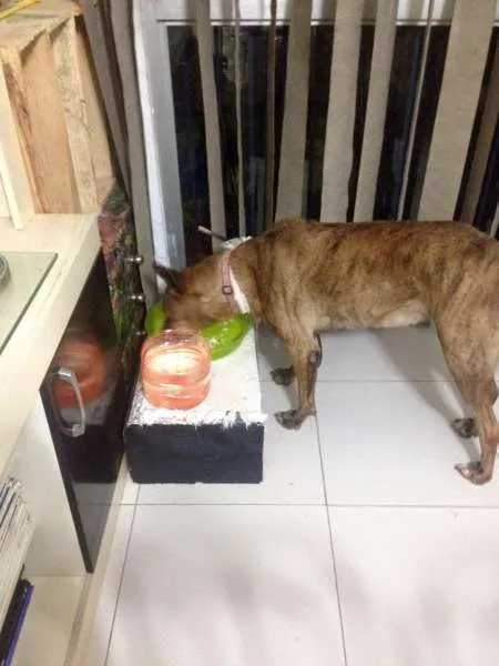 Cachorro ra a SRD idade 5 anos nome Estela