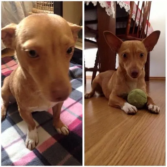 Cachorro ra a srd idade 1 ano nome Mascara