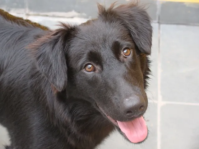 Cachorro ra a Cocker com vira-lata idade 1 ano nome Penelope